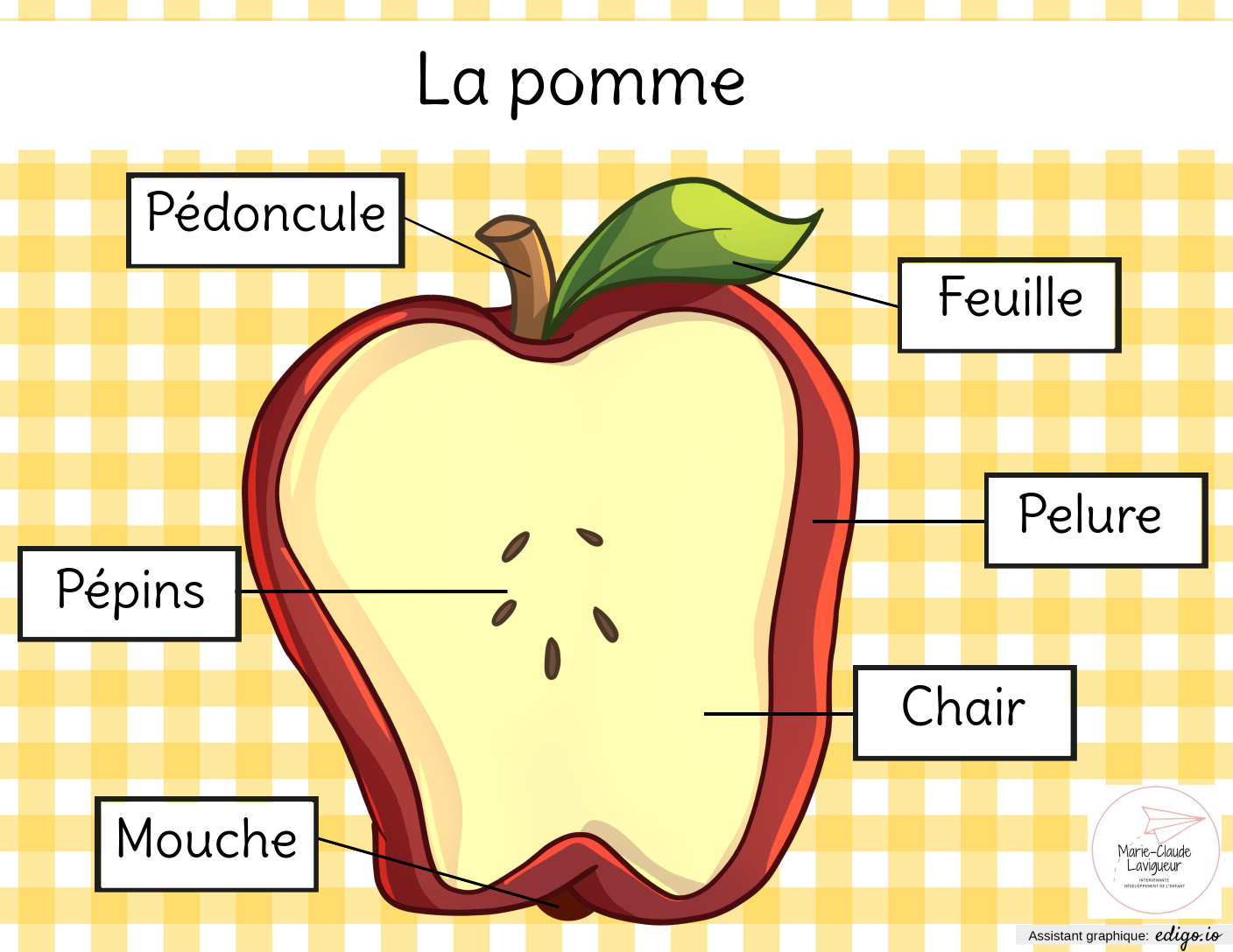 Identification des parties de la pomme 2e année 1re année