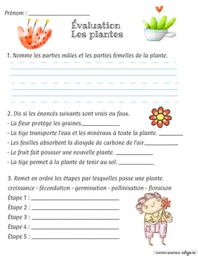 Évaluation La plante 4e année