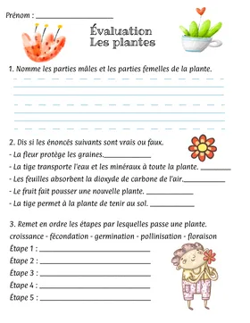Évaluation La plante 4e année