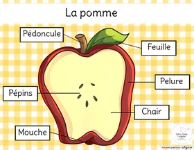 Identification des parties de la pomme