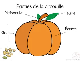 Parties de la citrouille - L'halloween