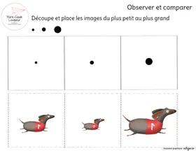 Petit, moyen, grand - Les chiens
