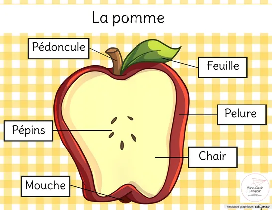 Identification des parties de la pomme